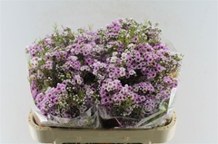 Chamelaucium Giselle 70cm 70gr.