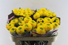 Chrysanth Single Brasiliana 70cm 80gr.