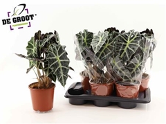 Alocasia Polly 17Ø 45cm