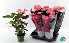 Anthurium Maine 17Ø 55cm