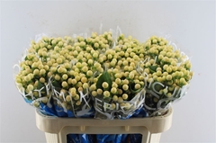 Hypericum Coco Gelato 70cm
