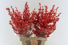 Ilex Verticillata 70cm