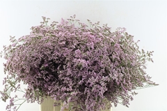 Limonium Safora Oshi Pink 70cm 40gr.