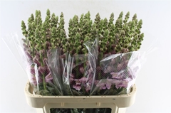 Antirrhinum Potomac Lavender 75cm