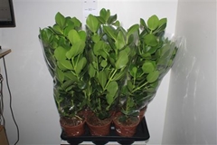 Clusia Princess 17Ø 75cm