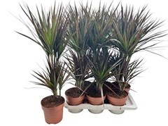 Dracaena Magenta 17Ø 70cm