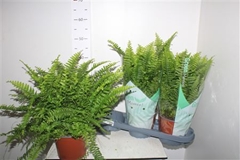 Nephrolepis Green Moment 17Ø 55cm