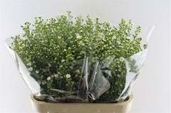 Aster Paquita 80cm 40gr.
