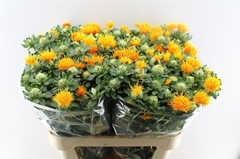 Carthamus Zanzibar 80cm