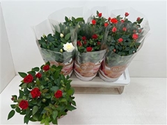 Rosa Favourite Mix 4 Kinds 17Ø 40cm