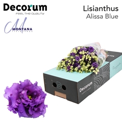 Eustoma Double Alissa Blue 70cm