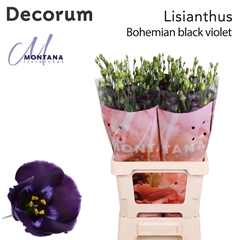 Eustoma Single Bohemian Black Violet 70cm