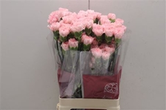 Dianthus Single Jodie 70cm