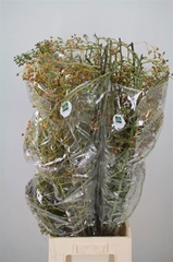 Rosa Corallo 110cm