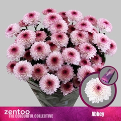 Chrysanth Spray Abbey 70cm 70gr.