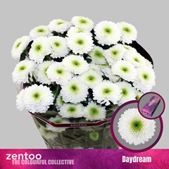 Chrysanth Spray Daydream 70cm 75gr.