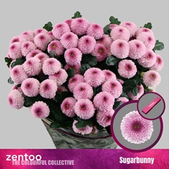 Chrysanth Spray Sugarbunny 70cm 90gr.