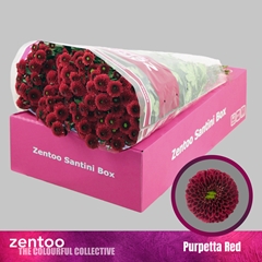 Chrysanth Santini Purpetta Red 55cm 44gr.