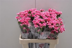Dianthus Spray Star Cherry Tessino 60cm