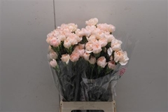 Dianthus Single Lizzy 70cm