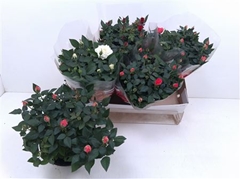 Rosa Favourite Mix 3 Kinds 20Ø 30cm