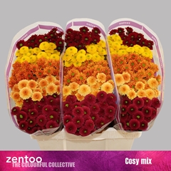Chrysanth Santini Mix 55cm 48gr.