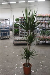 Dracaena 27Ø 170cm
