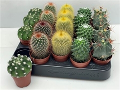 Cactus Mix 5Ø 7cm