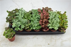 Fittonia Mix 7 Colours 8Ø 12cm