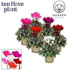 Cyclamen Mini Garden 10Ø 25cm