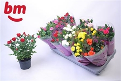 Rosa Beau Monde Mix 7 Kinds 10Ø 25cm