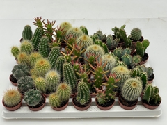 Cactus Mini 3Ø 7cm