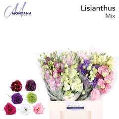 Eustoma Double Mix 60cm