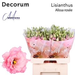 Eustoma Double Alissa Rose Pink 70cm