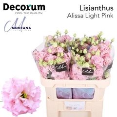Eustoma Double Alissa Light Pink 70cm