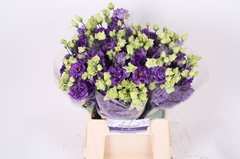 Eustoma Double Alissa Blue 45cm