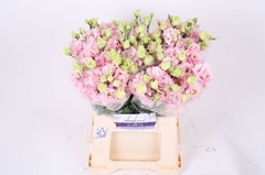 Eustoma Double Alissa Pink 45cm