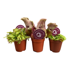 Carnivorous 6Ø 10cm
