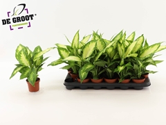 Dieffenbachia Camilla 9Ø 38cm