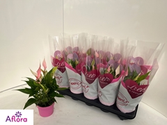 Anthurium Lilli 10Ø 28cm