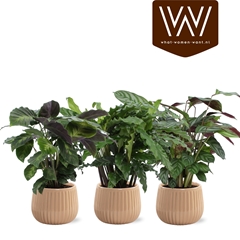 Calathea Mix 12Ø 35cm