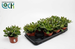 Crassula Ovata 12Ø 18cm
