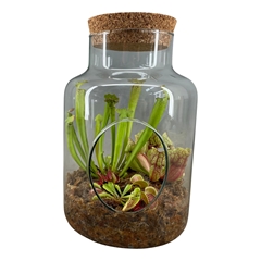 Carnivorous 17Ø 25cm