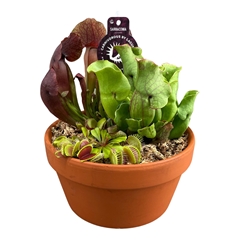 Carnivorous Mix 3 Pieces 20Ø 26cm