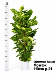 Epipremnum Aureum 21Ø 110cm