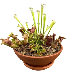 Carnivorous Mix 3 Pieces 31Ø 60cm