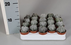 Astrophytum Myriostigma 5Ø 5cm