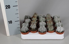 Cactus Mix 5Ø 5cm