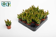 Crassula Horn Tree 5Ø 10cm