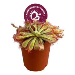 Drosera 5Ø 7cm